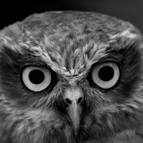 uiltje Stirling Schotland